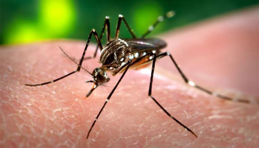 Relatório Preliminar de Microcefalia potencialmente associada a infecção por Zika virus durante a gestação